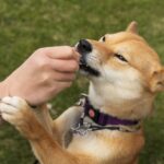 อาหารต้องห้ามสำหรับสุนัขและแมว (ตอนที่ 1)