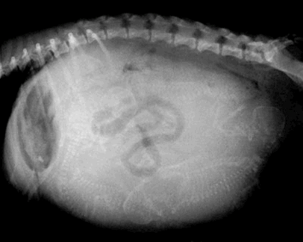 Picture3 : เป็นการถ่ายภาพ X-ray ด้วยท่านอนตะแคง ซึ่งจะนับจำนวนลูกจากตัวกระโหลก ในภาพนี้นับได้ กี่ตัวครับ? คำตอบคือ 5 ตัวครับ