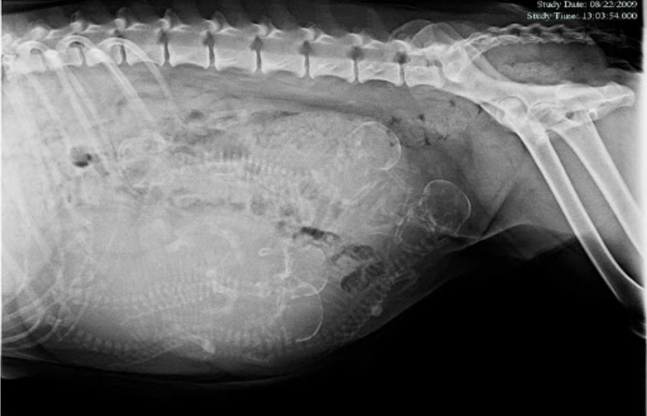 Picture3 : การถ่าย X-ray ตรวจการตั้งท้อง จะเห็นโครงกระดูกลูก