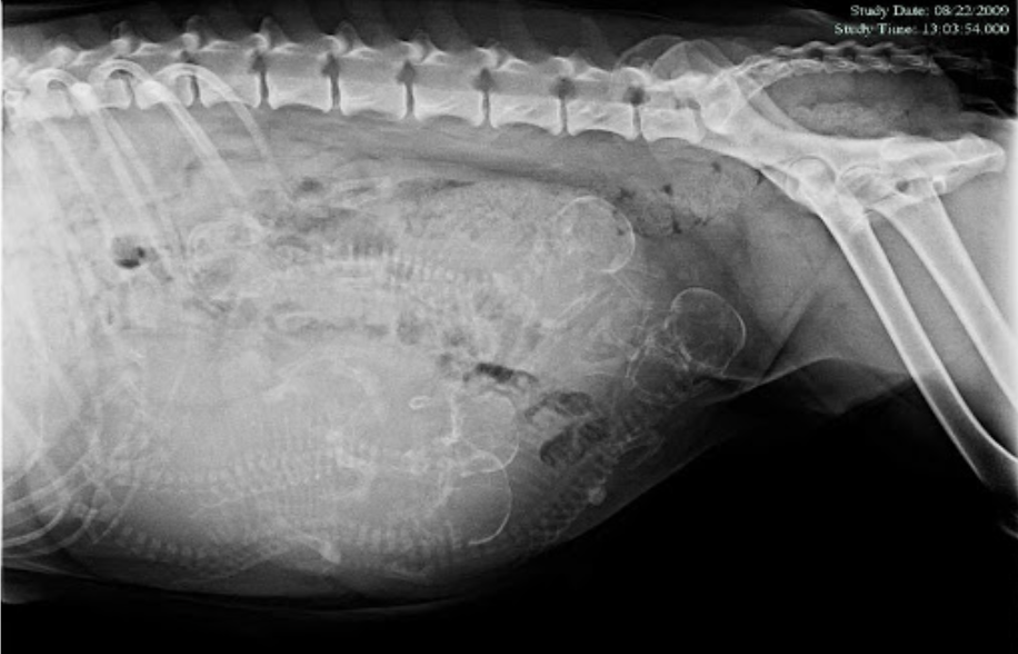 Picture1 : เป็นการถ่ายภาพ X-ray ด้วยท่านอนตะแคง จะเห็นโครงกระดูกลูกชัดเจน