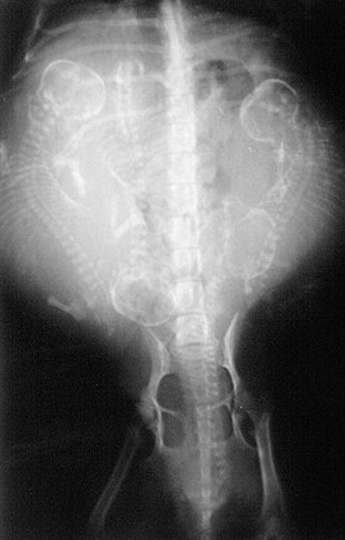 Picture2 : เป็นการถ่ายภาพ X-ray ด้วยท่านอนหงาย (สุนัขคนละตัวกับ Picture1)
