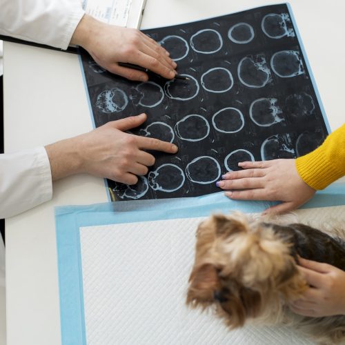 cute-dog-consultation