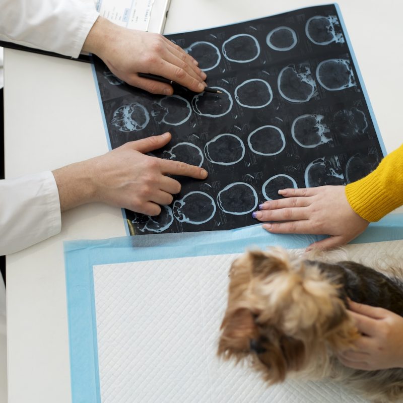 cute-dog-consultation