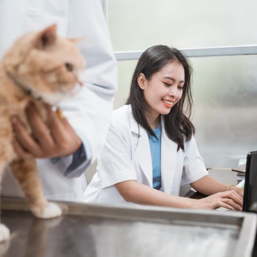 female vet typing using laptop behind a male vet examining cats at the vet clinic