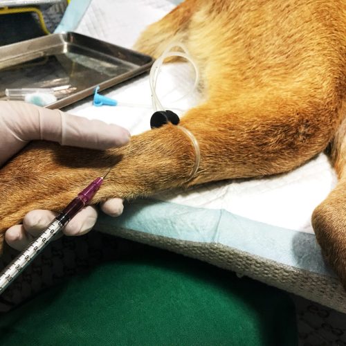 high-angle-view-hand-holding-dog