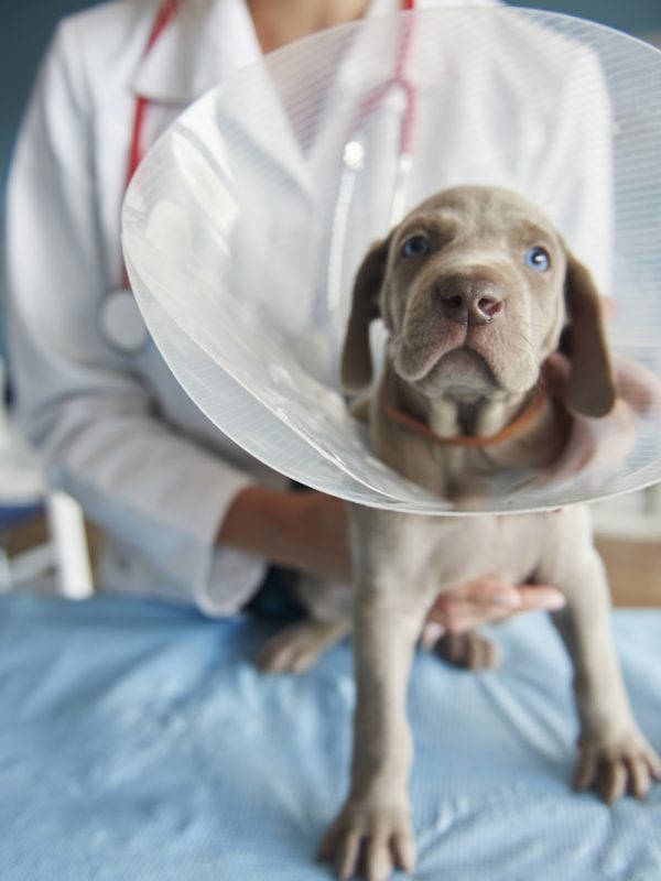 Ill dog wearing a pet collar Ill dog wearing a pet collar