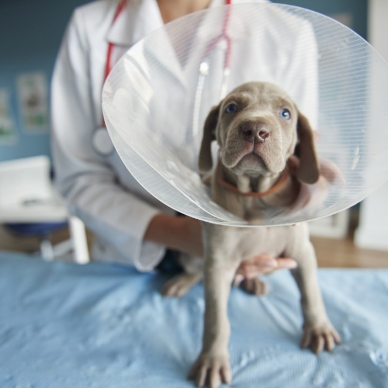 Ill dog wearing a pet collar