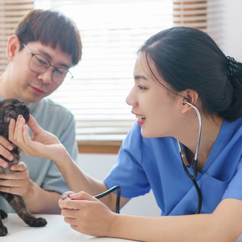 Pet care concept, Female veterinary use stethoscope to check health of the cat in vet clinic.