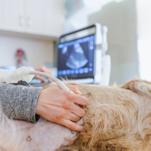 A pregnant dog is examined in an animal hospital. Dog having ultrasound scan in a vet clinic. Veterinarian hand closeup.