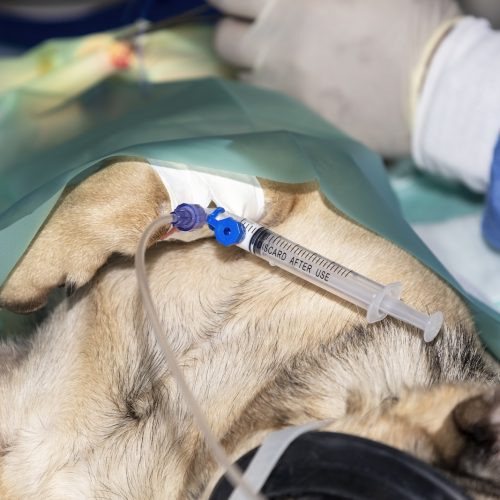 A small Pug lying sleeping under general Anesthesia with syringe still attached to the IV Access point