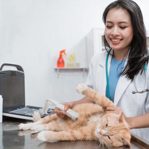 Veterinarian doctor is making ultrasound examine of a cute beautiful cat at clinic