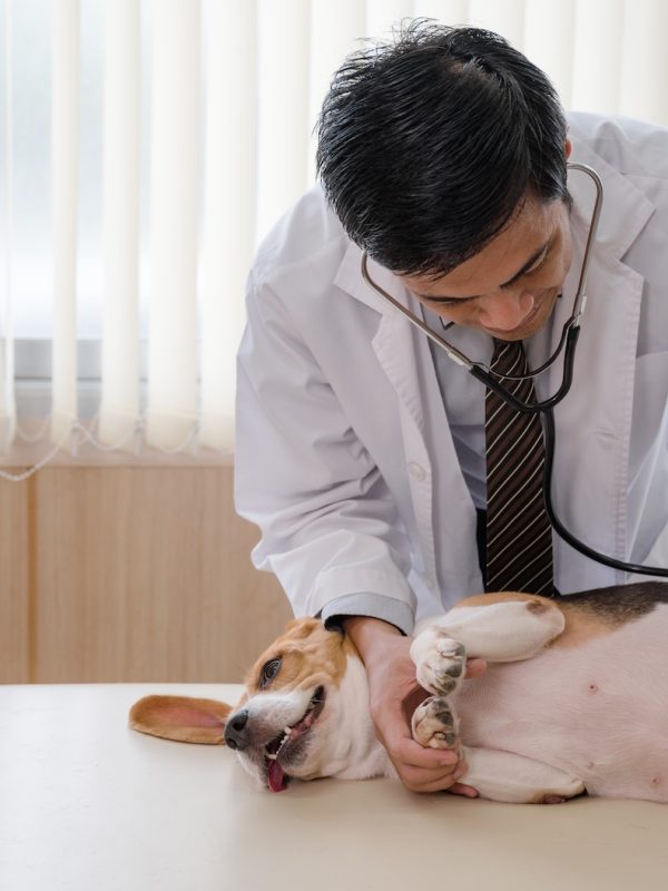 Veterinarian man using stethoscope examining a beagle breed dog on vet table in clinic Veterinarian man using stethoscope examining a beagle breed dog on vet table in veterinary clinic