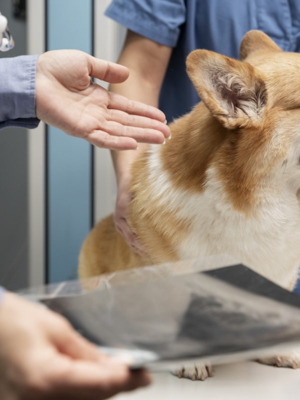veterinarian-taking-care-pet-dog (1) veterinarian-taking-care-pet-dog (1)