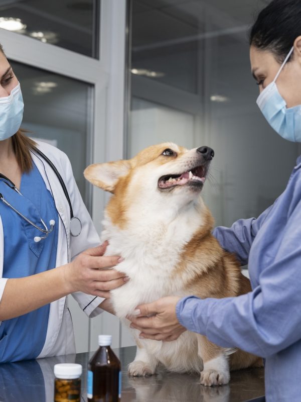 veterinarian-taking-care-pet-dog (2) veterinarian-taking-care-pet-dog (2)