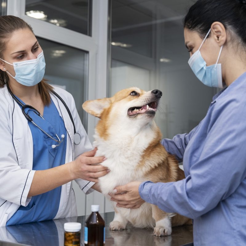 veterinarian-taking-care-pet-dog (2)