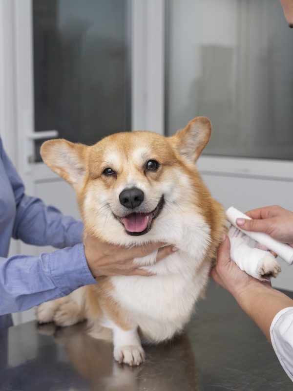 veterinarian-taking-care-pet-dog (3) veterinarian-taking-care-pet-dog (3)
